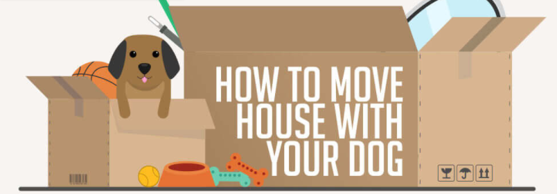 How to Make Moving Stress-Free for Your Dog - Moving company