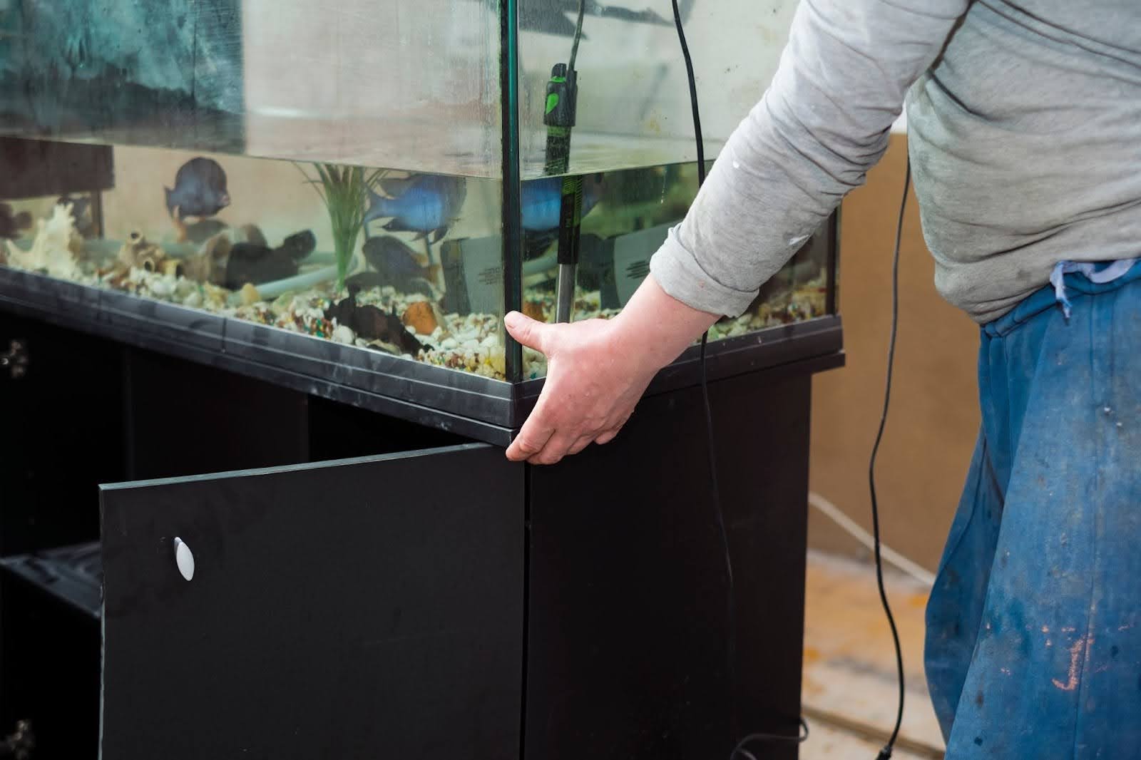 Transporting Fish When Moving | QShark Moving